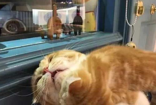 小猫游戏橘猫游戏攻略 VS 猎物游戏逐恶游戏攻略